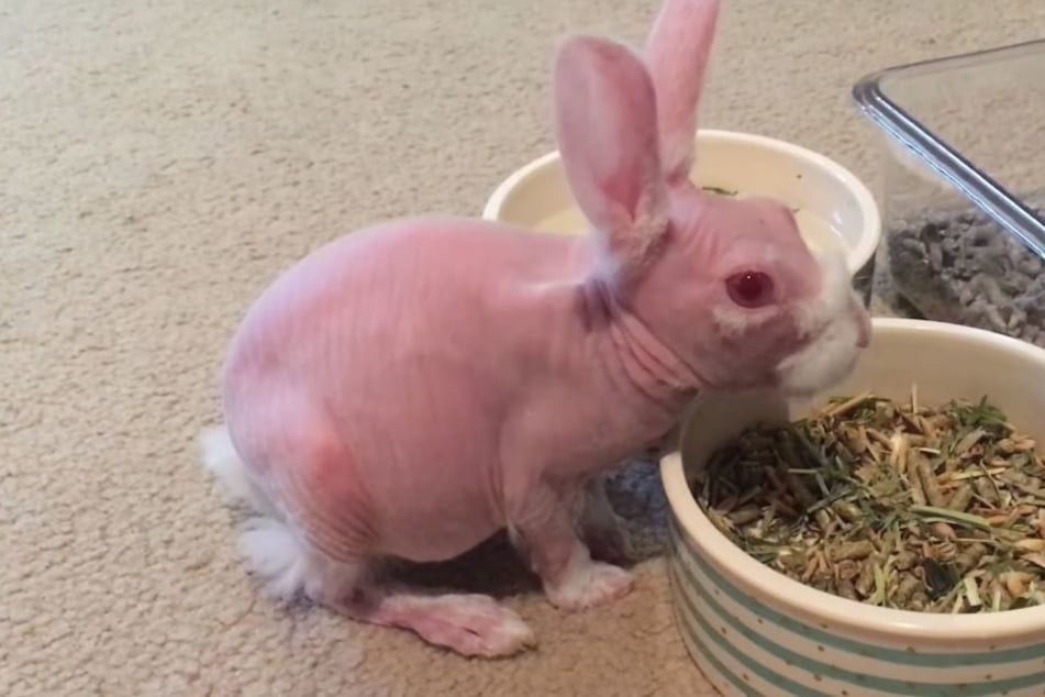 "Mr. Bigglesworth" fühlt sich in seinem Zuhause pudelwohl.