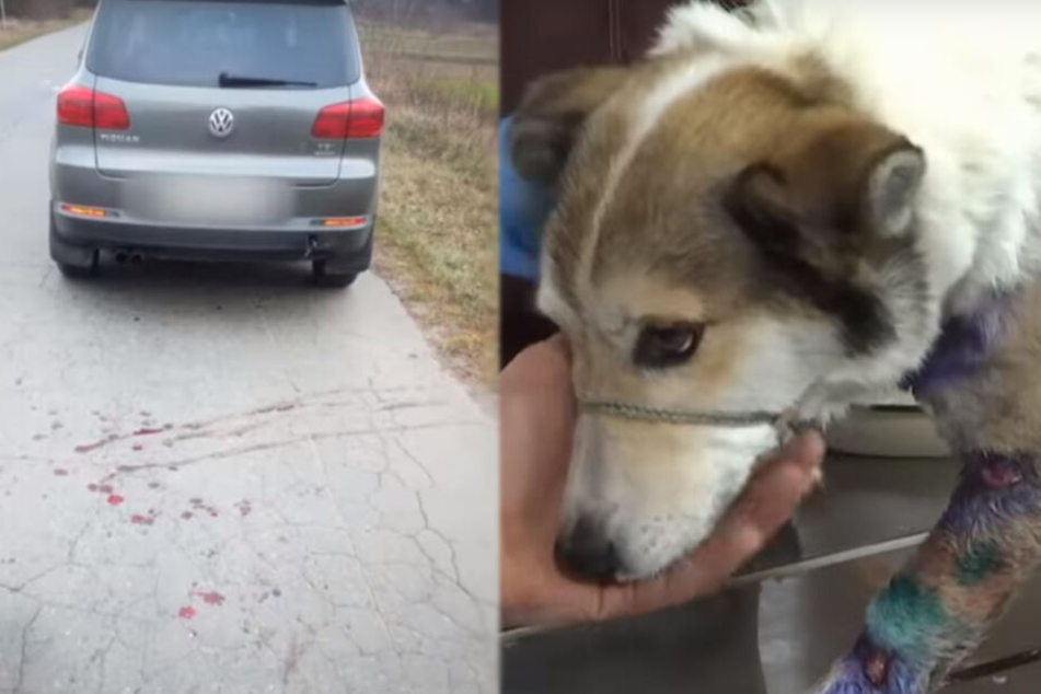 Direkt hinterm VW sah man das Blut. Barsik wurde zum Glück gerettet.