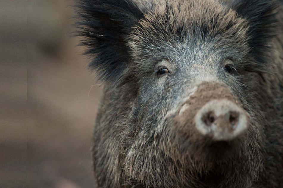 Die Afrikanische Schweinepest breitet sich gerade in Europa aus. Deshalb dürfen Wildschweine in NRW schon jetzt geschossen werden.