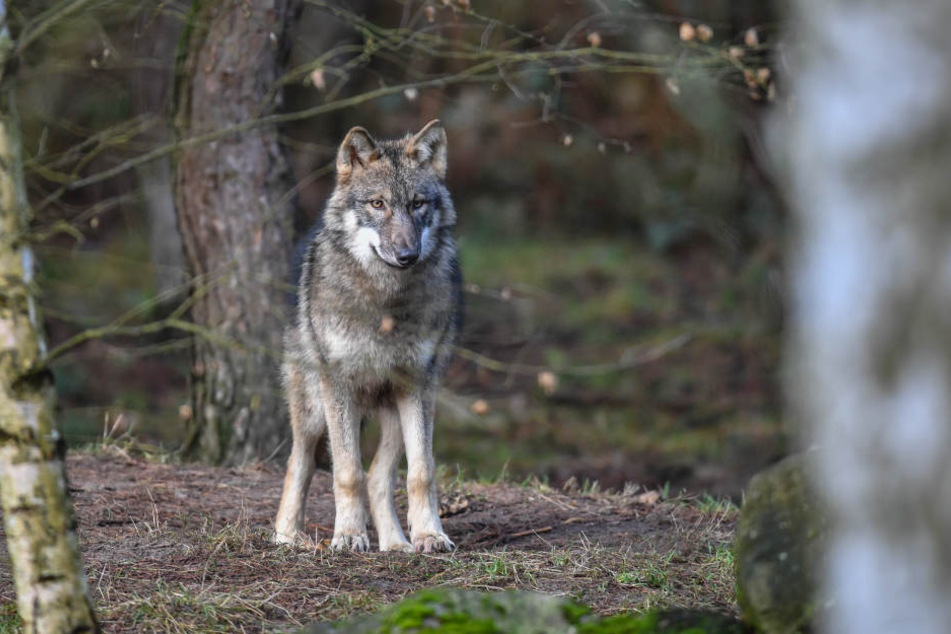 Der Wolf hat Hessen wohl den Rücken gekehrt. (Symbolfoto)