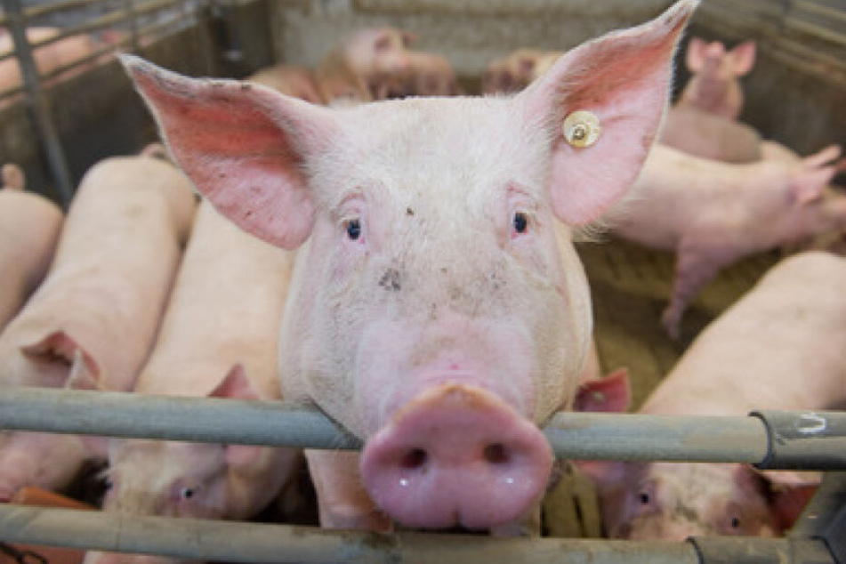 Schweine stehen in einem Mastbetrieb in einem Stall. Greenpeace kritisiert Schweine-Haltung in Deutschland.