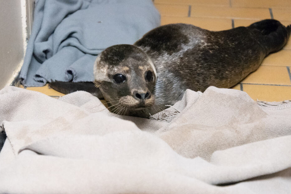 Der Heuler soll in der Seehundstation wieder zu Kräften kommen.