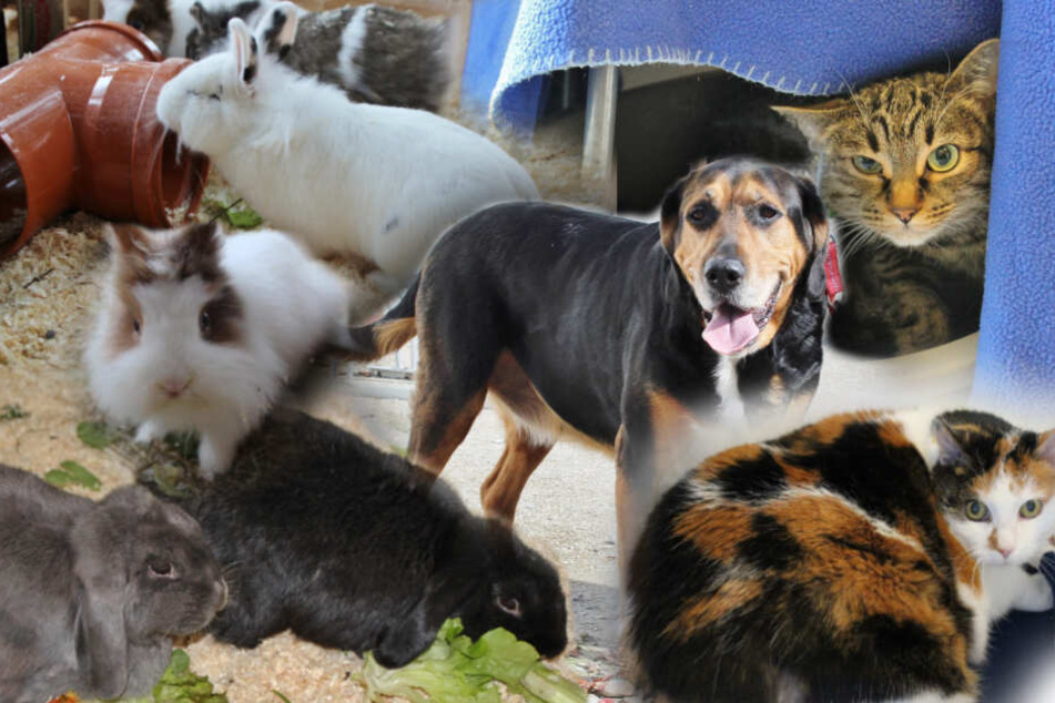 7 Hunde Katzen Und Kaninchen Ihre Traurigen Geschichten