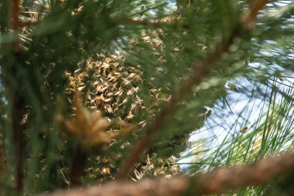 Hunderte Bienen hatten sich in einen Baum verzogen.