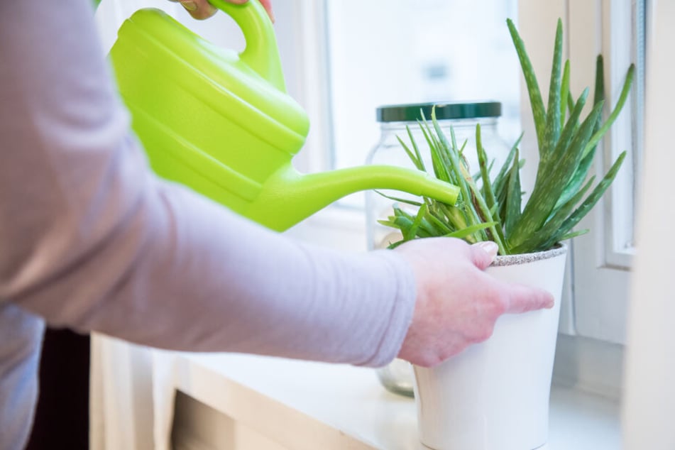 Versicherungen wollen neue Leistungen für ihre Kunden anbieten, zum Beispiel Blumengießen während eines Urlaubs.