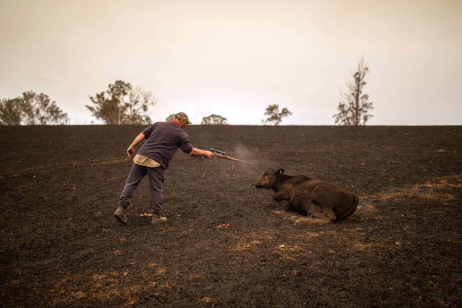 Landwirt Steve Shipton erschießt ein verletztes Kalb seiner Herde, die durch ein Buschfeuer in Coolagolite im Bundesstaat New South Wales zum Teil bereits verendet ist.