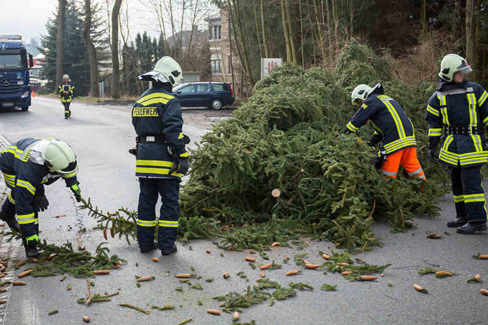 In Sehma stürzte eine große Fichte auf die Karlsbader Straße.