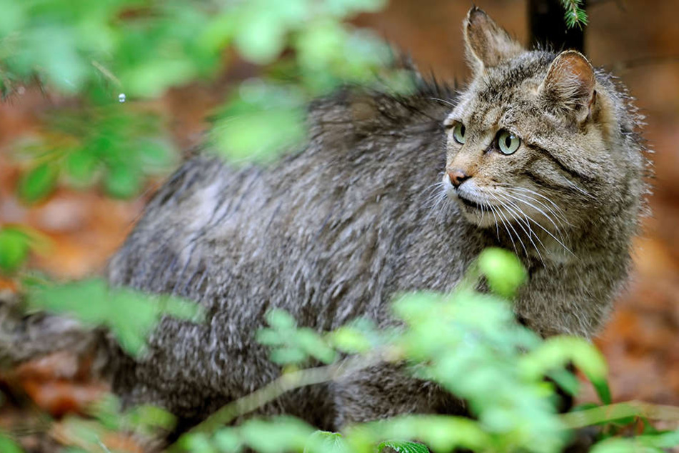 Thüringen will die Lebensräume von Wildkatzen besser verbinden.