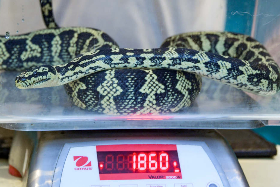 Die Teppichpython brachte 1,86 Kilogramm auf die Waage.