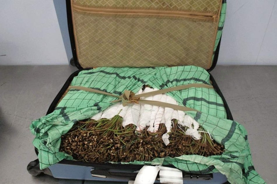 In einem Koffer auf dem Flughafen Prag wurde jüngst eine große Menge Khat entdeckt.
