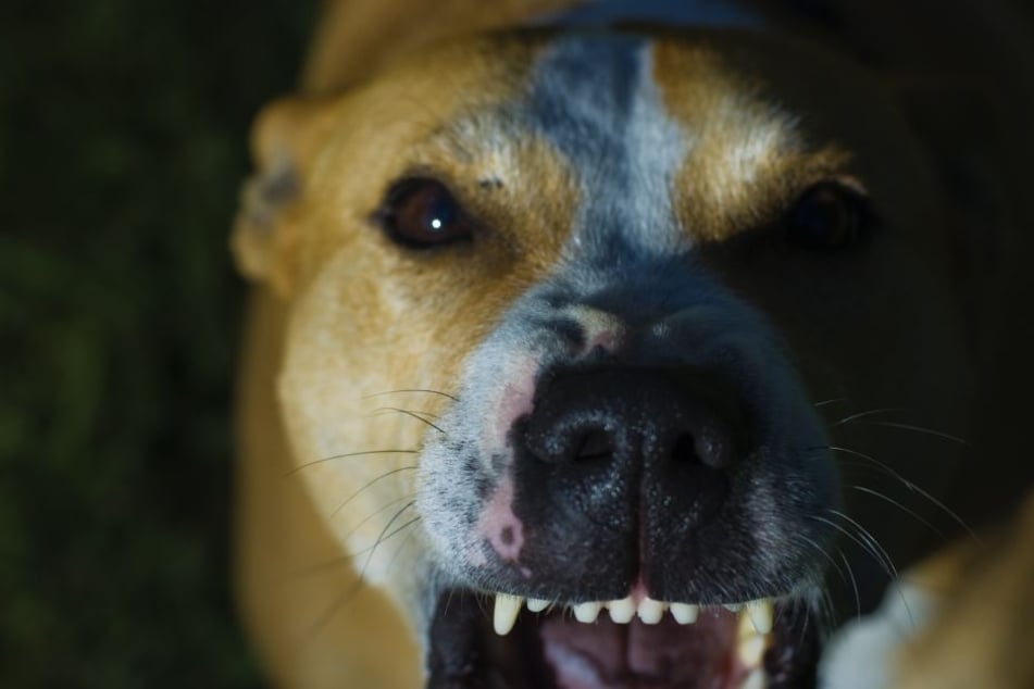 Der Hund biss einen 20-jährigen Mann auf dem Parkplatz. Er kam mit leichten Verletzungen davon. (Symbolbild)