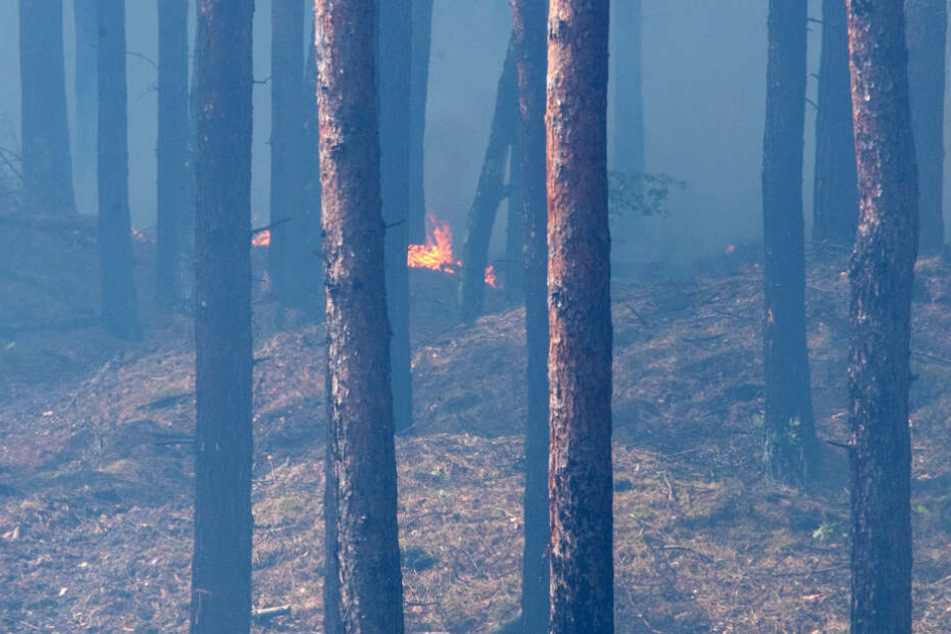 Im Wald sind kleine Feuer und viel Qualm zu sehen.