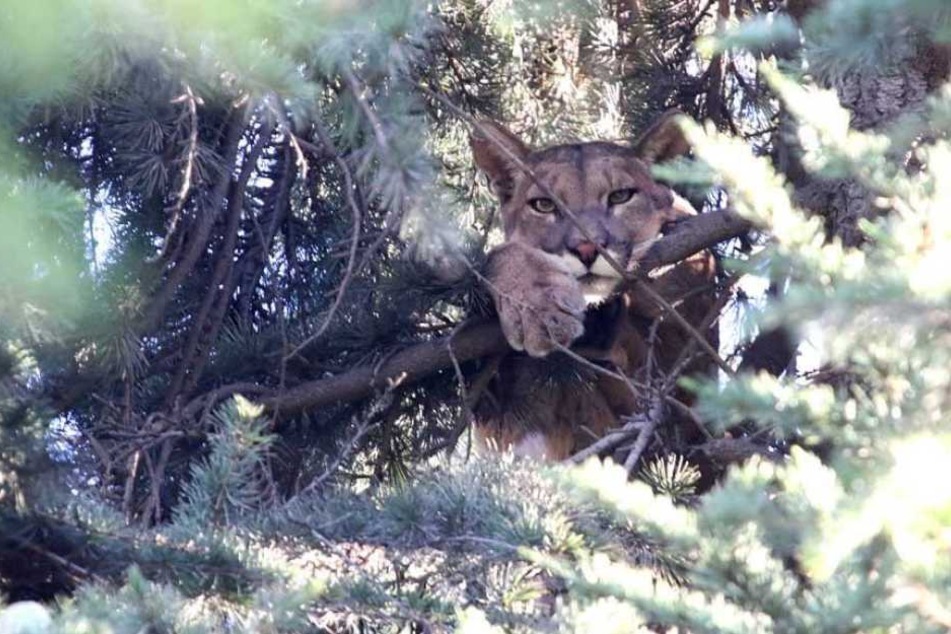Der wilde Puma hatte sich in einem Baum verschanzt.