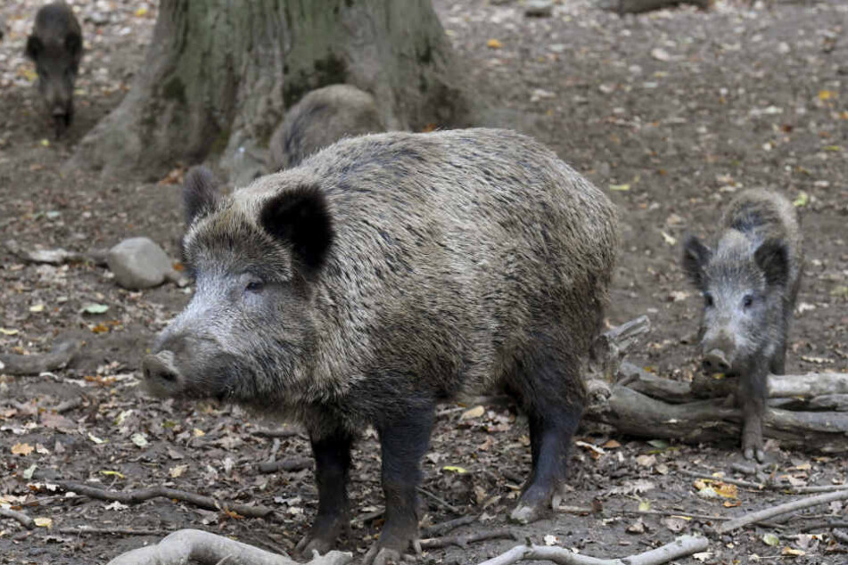 Die Anzahl nachgewiesener Fälle von Afrikanischer Schweinepest bei verendeten Wildschweinen hat sich nunmehr auf 20 erhöht. (Symbolbild)
