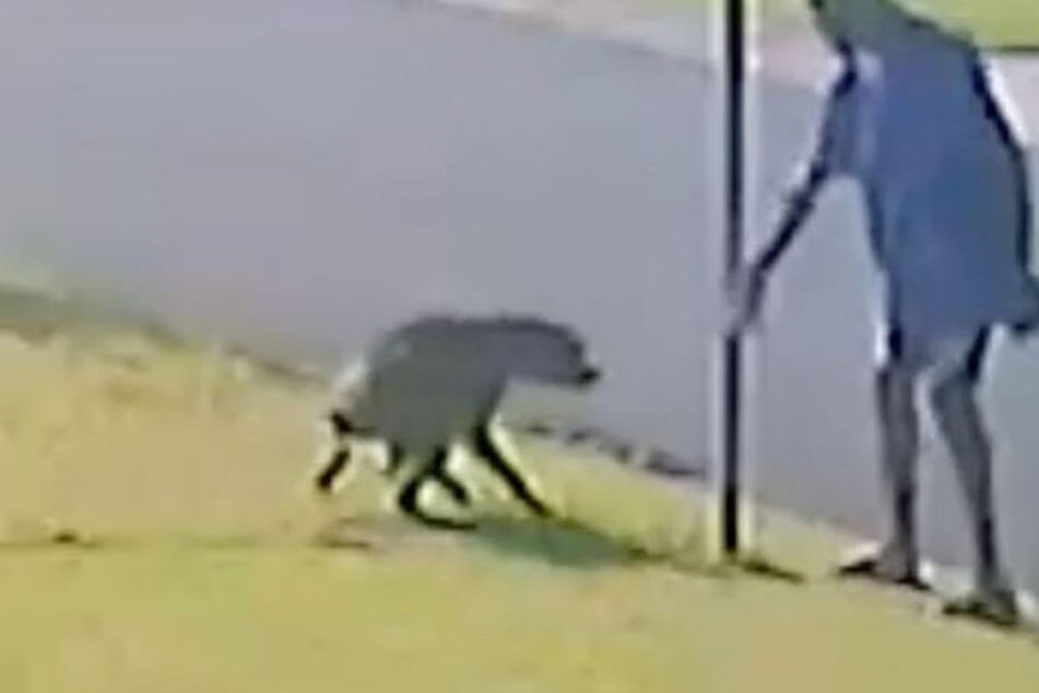 Noch ist unklar, ob der Hund dem Mann gehört.
