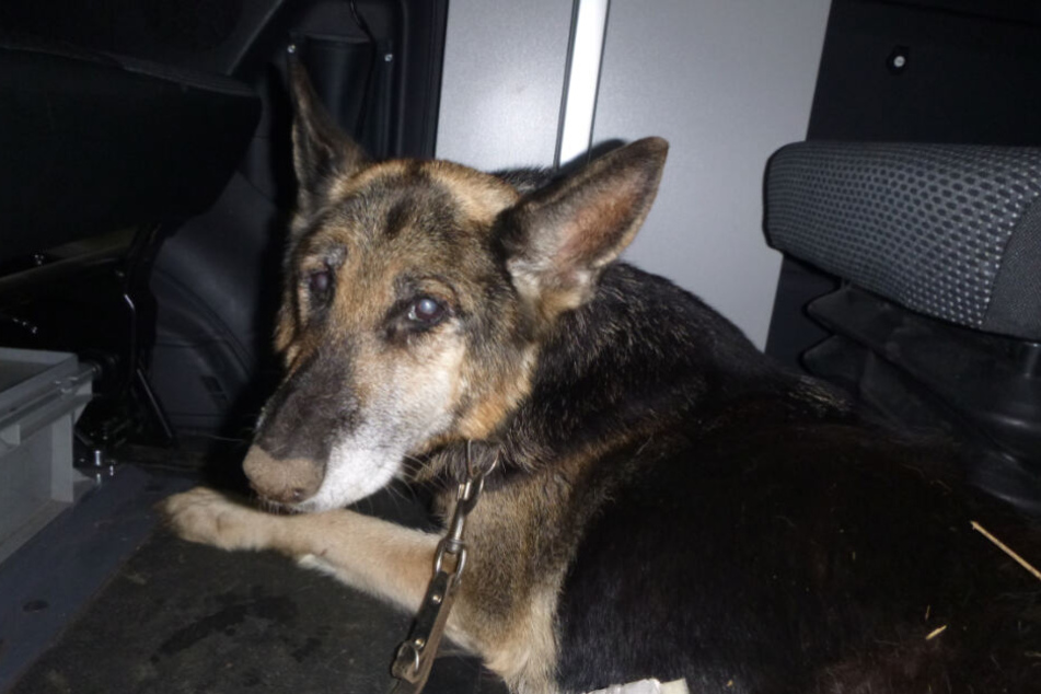 Sichtlich mitgenommen sitzt die Hündin mit traurigem Blick im Auto.