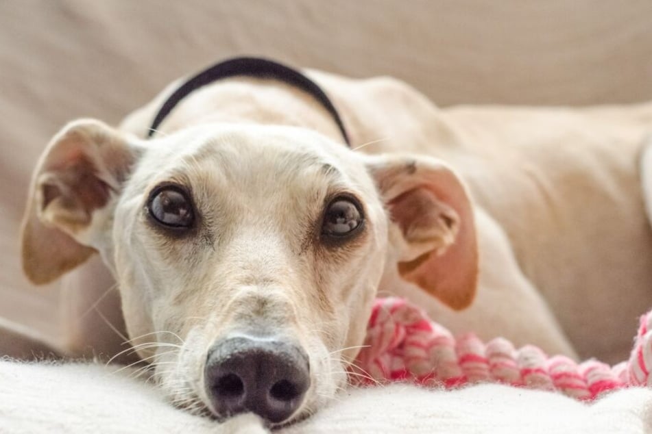 Wenn Hunde ihrem Herrchen das Lieblingsspielzeug überlassen, ist das ein Zeichen von Zuneigung.