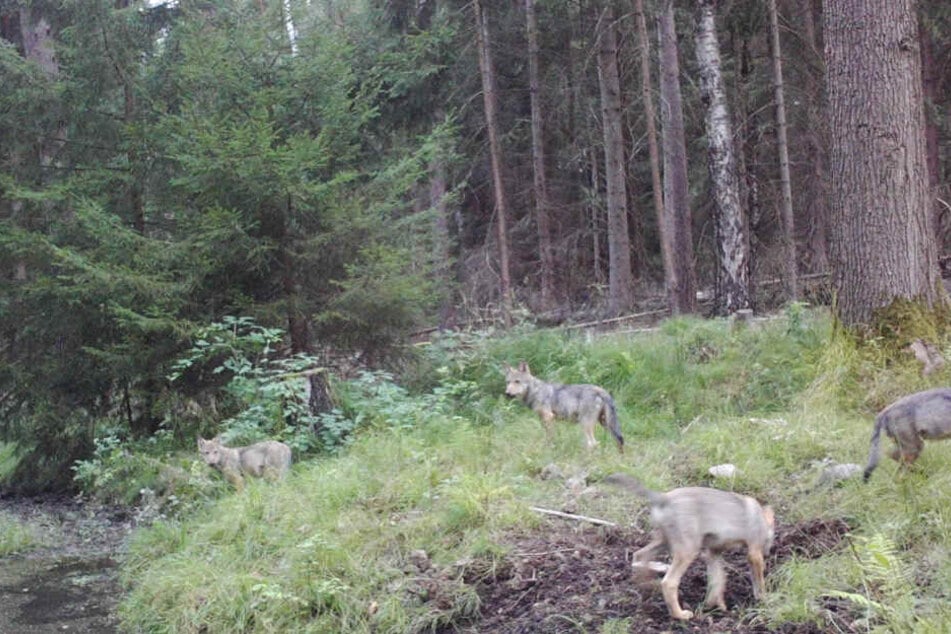 Der lebende Beweis. Vier Wölfe sind in der Heide in die Fotofalle getappt.