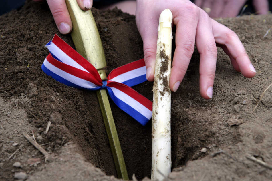 Der erste Spargelstich gebührt traditionell der Herzogin.