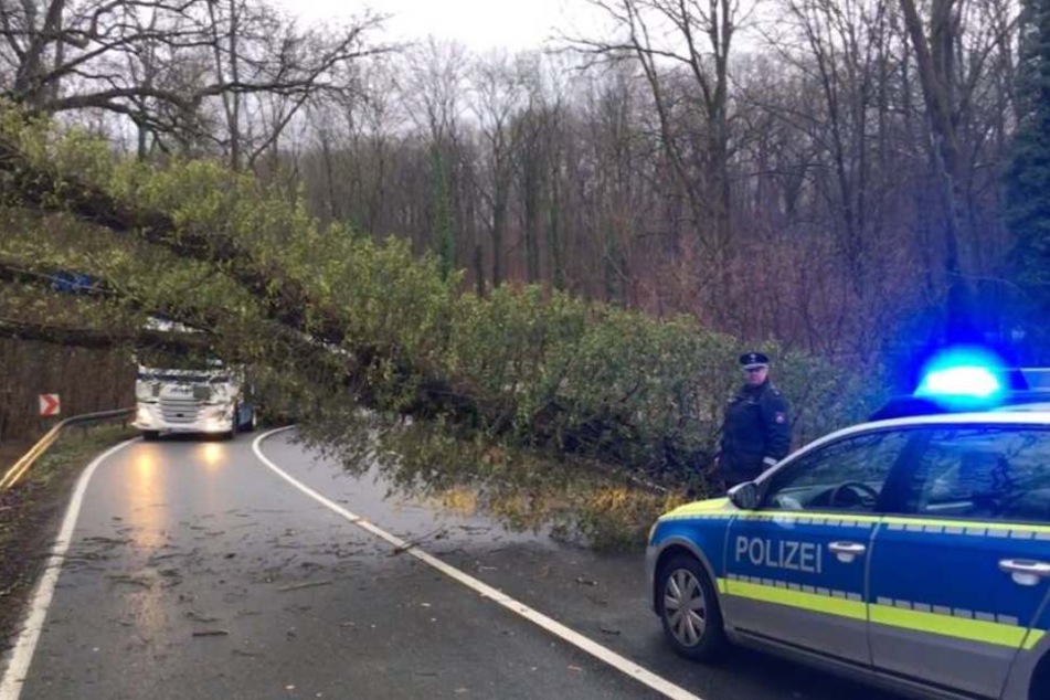 Zahlreiche Bäume, wie dieser 50 cm dicke, lagen quer und blockierten die Straße.
