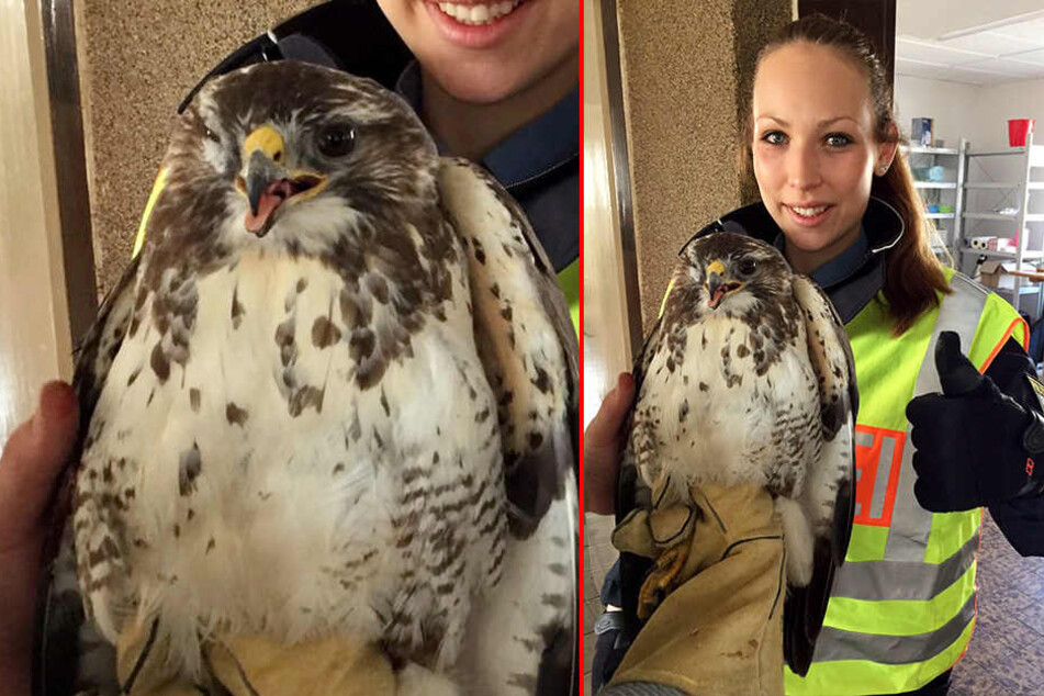 Wegen diesem Vogel musste am Morgen die A8 gesperrt werden.