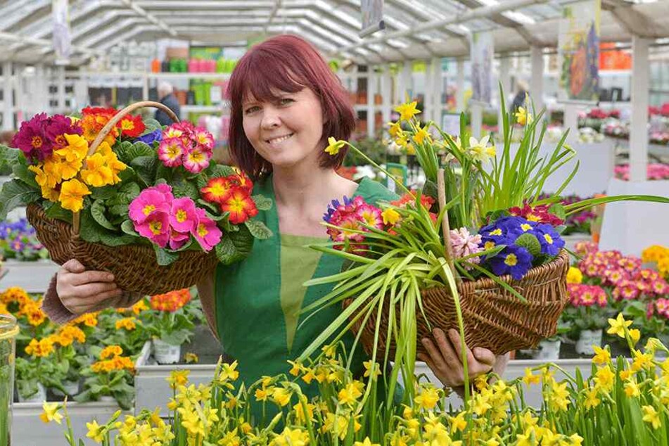 Floristin Heike Weigelt (38) zeigt die heranwachsende Blumenpracht in der Gärtnerei Rülcker. Bald ziehen die Frühblüher ins Palais um.
