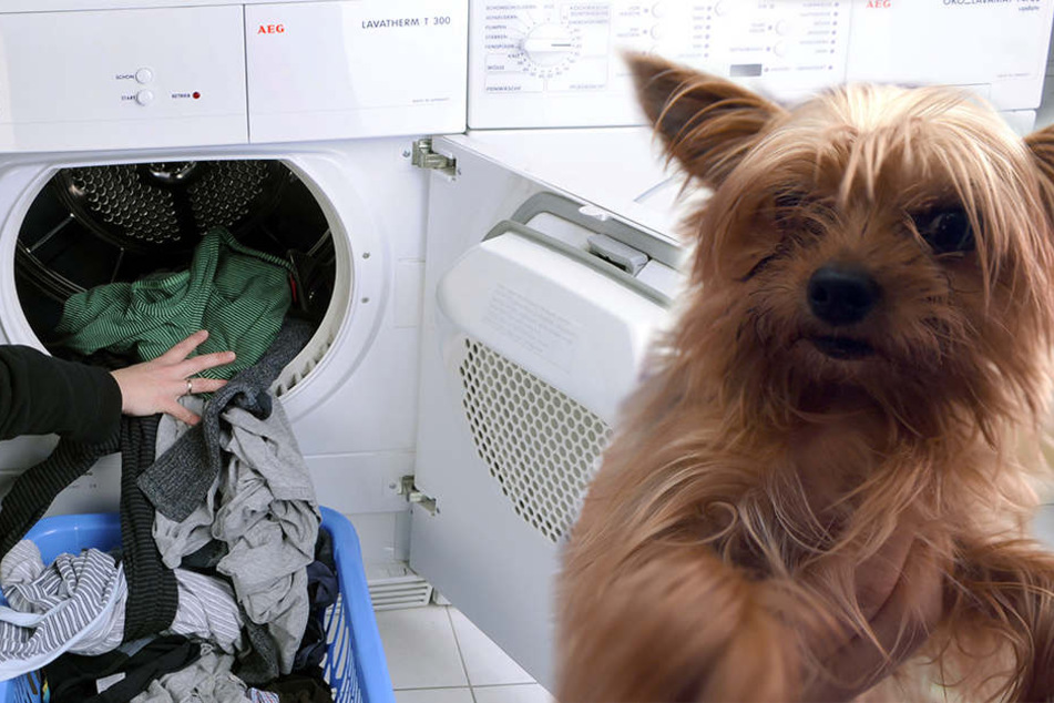 Der Hund wurde offenbar in einem Trockner zu Tode gequält.