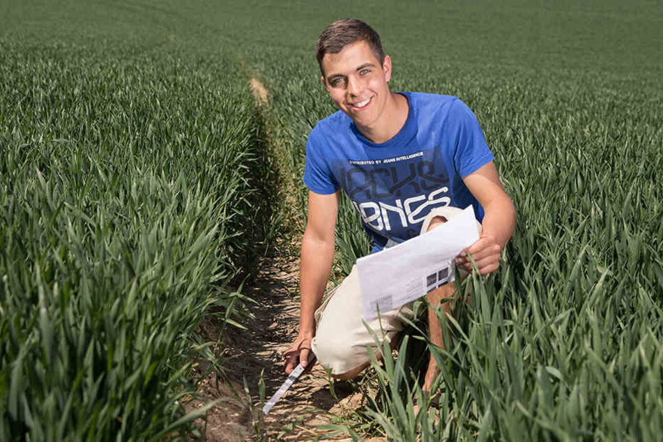 Max Ringel (20) aus Merbitz will, wie andere Anwohner auch, einen Wolf gesichtet haben. In dem Weizenfeld sicherte er die vermeintlichen Spuren Isegrims.
