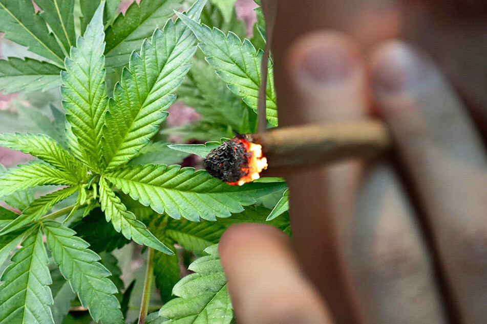 Neben 32 Cannabispflanzen fanden die Polizisten bei ihrer Durchsuchen noch viel mehr.