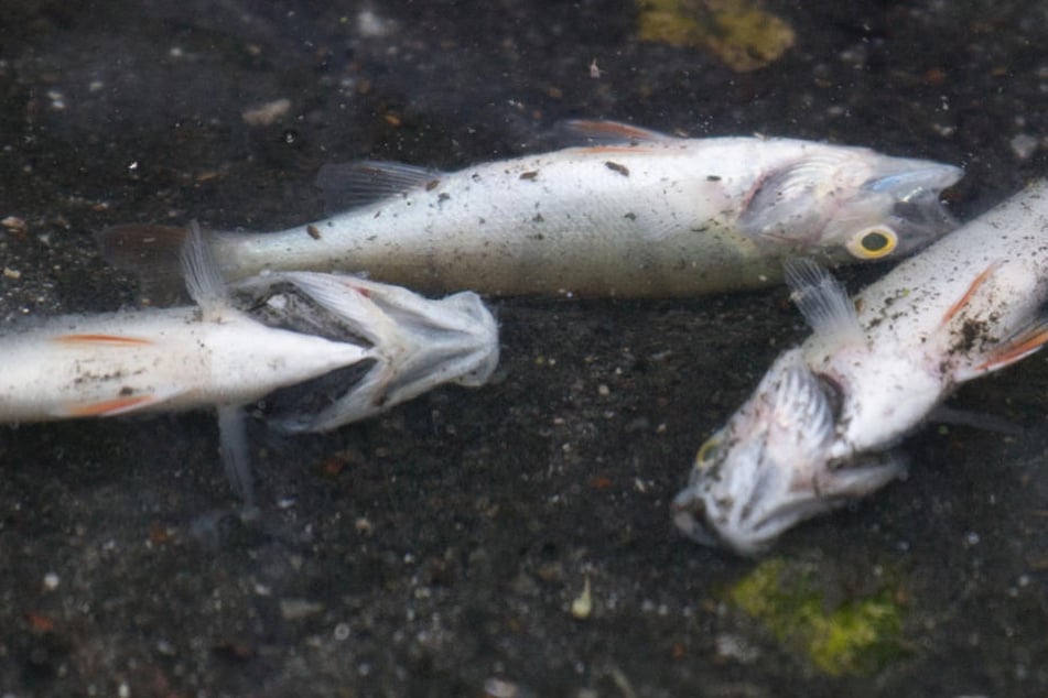 Nur ein Teil der toten Fische würde an der Wasseroberfläche treiben (Archivbild).