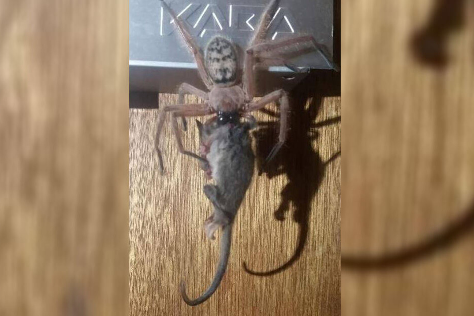 Die Spinne fraß ein Possum-Baby.