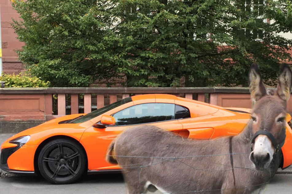 Der Vierbeiner hatte am Sportwagen genagt und einen Lackschaden verursacht. (Fotomontage)