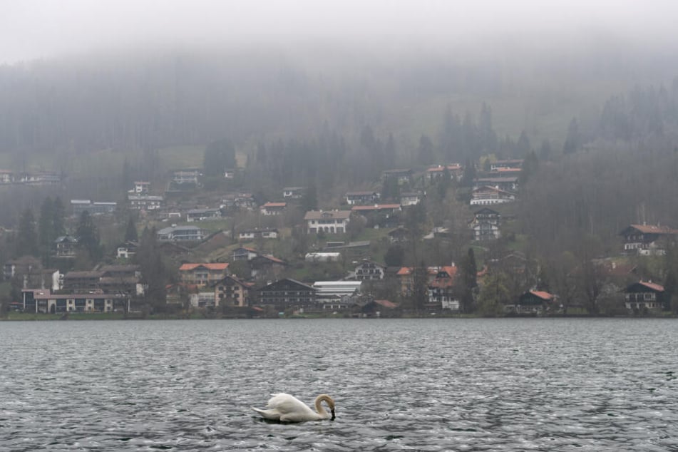 Ein Schwan schwimmt auf dem Tegernsee. (Symbolbild)