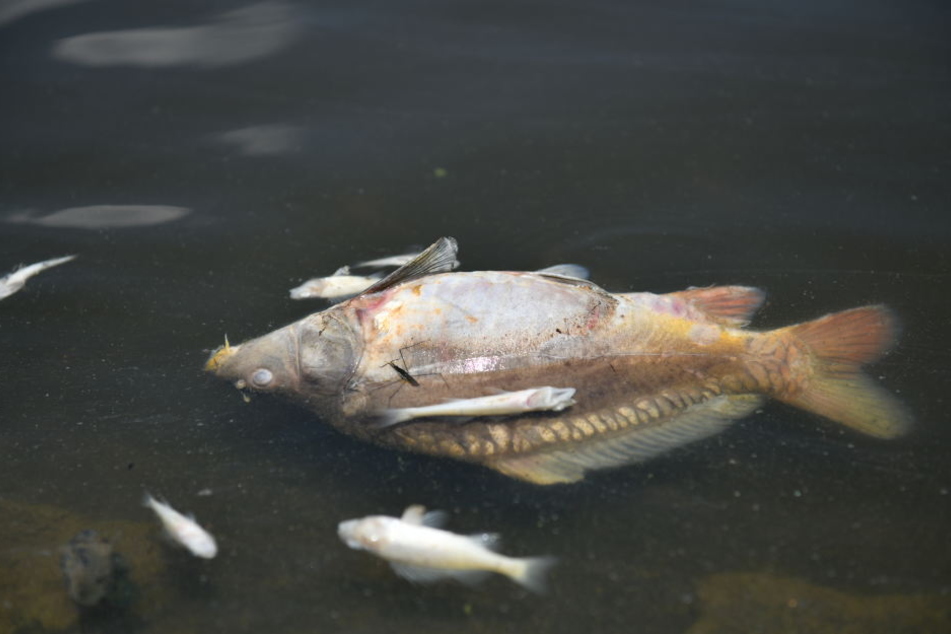Durch die hohen Temperaturen und wenig Sauerstoff im Wasser sterben mehr Fische als sonst