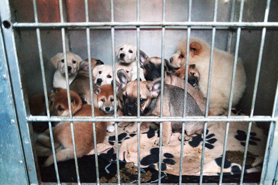 42 kleine Welpen wollte der Mann in Belgien verkaufen.