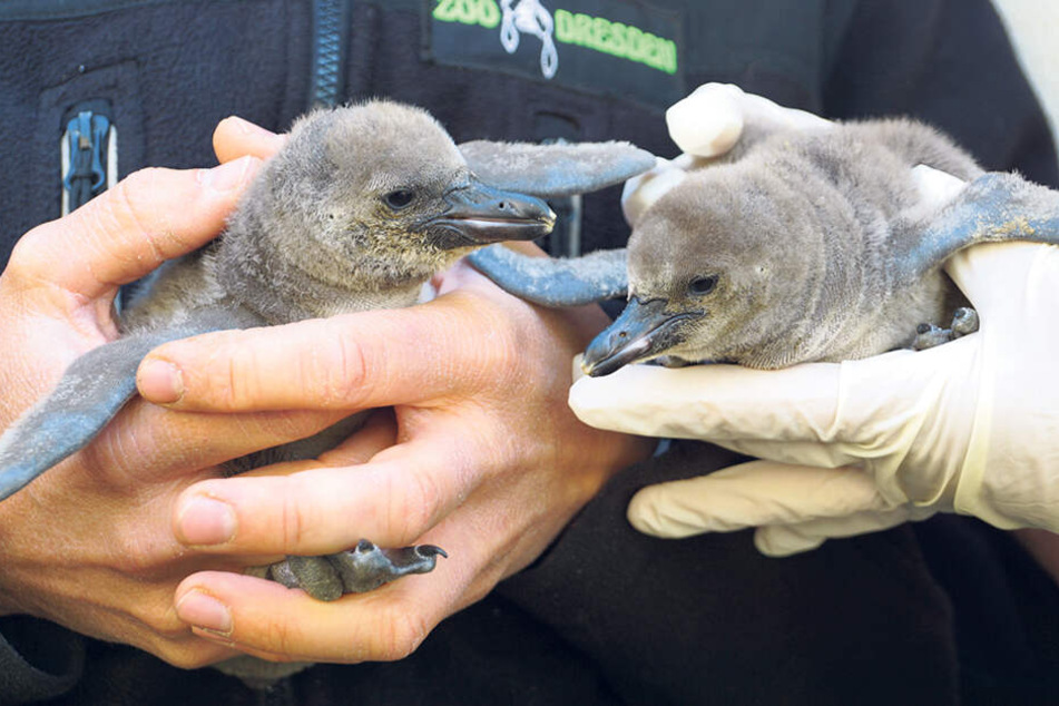 Die Pinguine kamen am 20. bzw. 23. April im Dresdner Zoo zur Welt.
