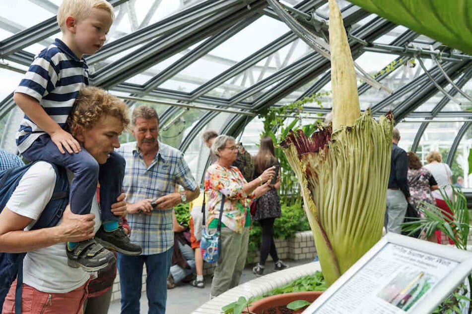 Die Besucher im Botanischen Garten bestaunen das seltene Naturschauspiel.