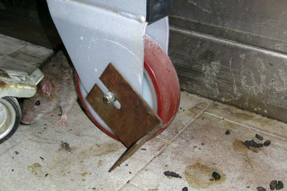 Ihre Ausscheidungen sind in der Regel leichter zu erkennen, als Ratten selbst.