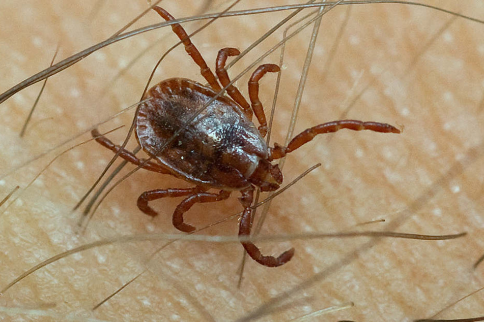 Zecken können gefährliche Krankheiten wie Borreliose übertragen.