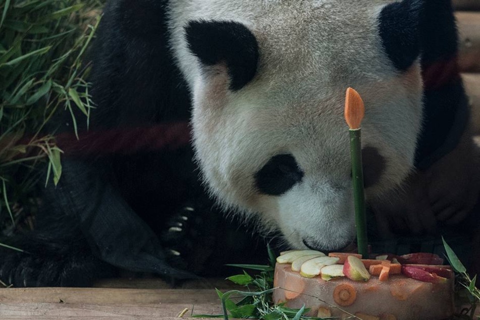 Riecht das nicht gut?! Jiao Qing muss erstmal schauen, ob ihm sein "Kuchen" gefällt...