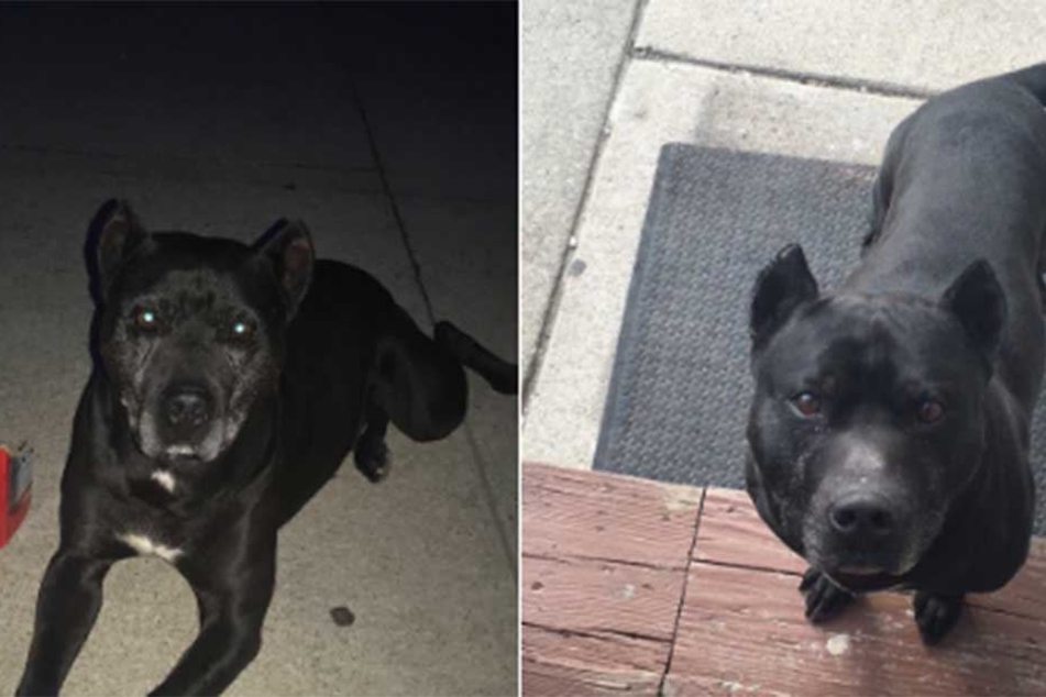 Für viele hat dieser Hund den falschen Namen, er müsse wegen Rassismus geändert werden.