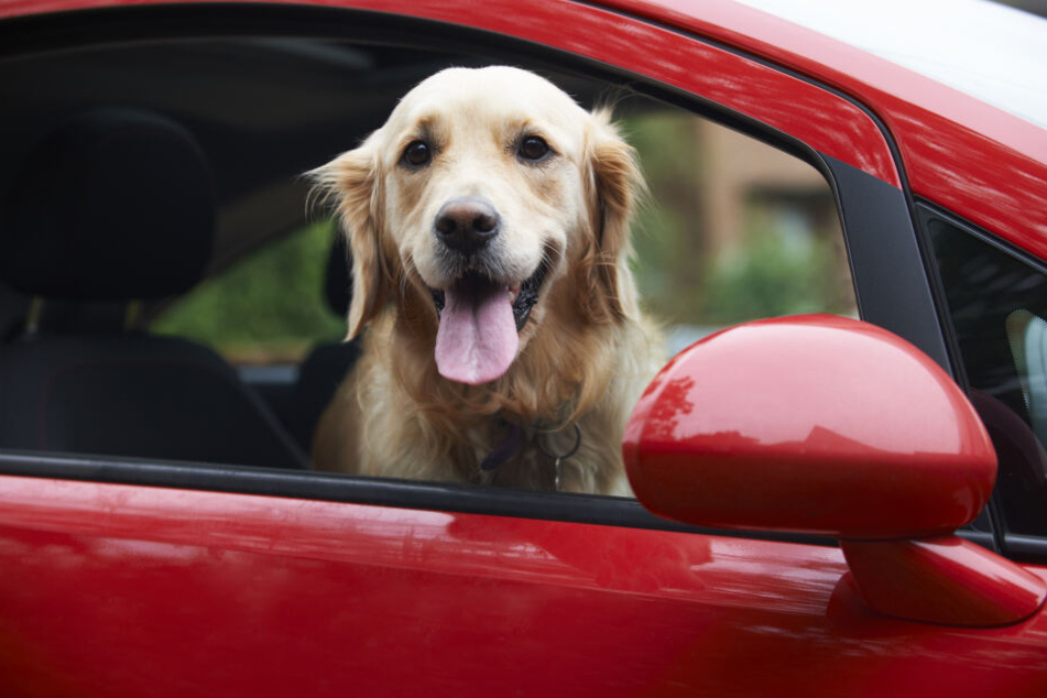 Ein Golden Retriever schaut aus einem Autofenster heraus. Wenn die Fahrt losgeht, muss das Tier entsprechend gesichert werden.