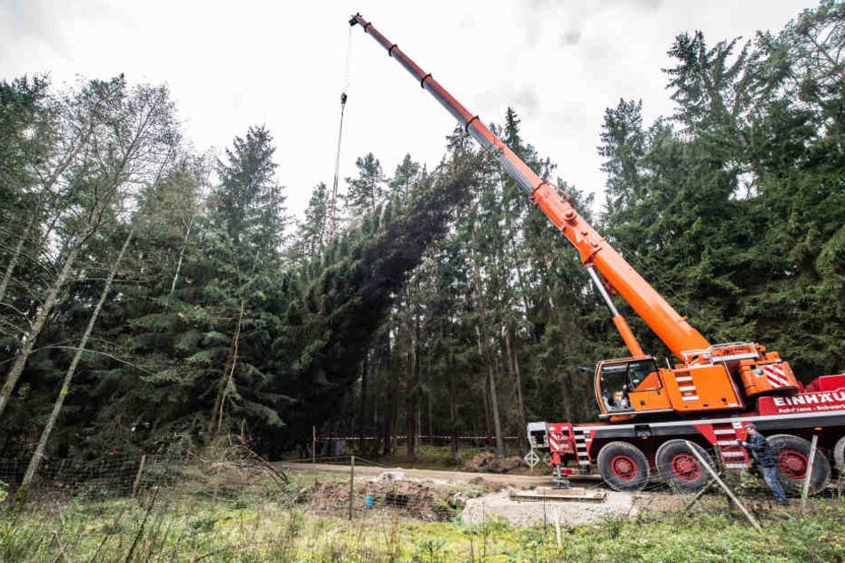 Ein übergroßer Weihnachtsbaum rief jetzt die Polizei auf den Plan. (Symbolbild)