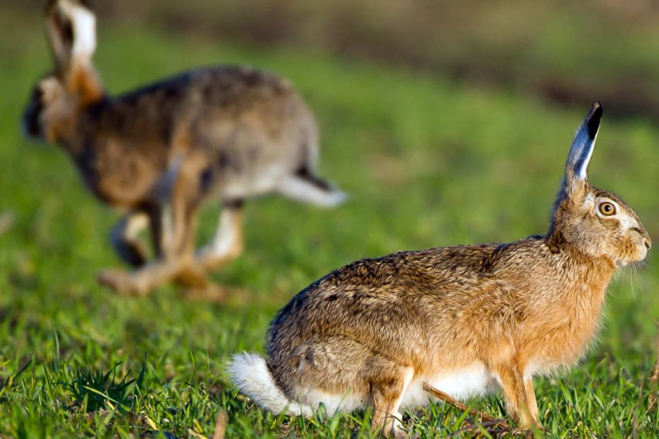 Die Jäger hatten in Bayern im Landkreis Schwandorf mehrere Hasen erlegt. (Symbolbild)