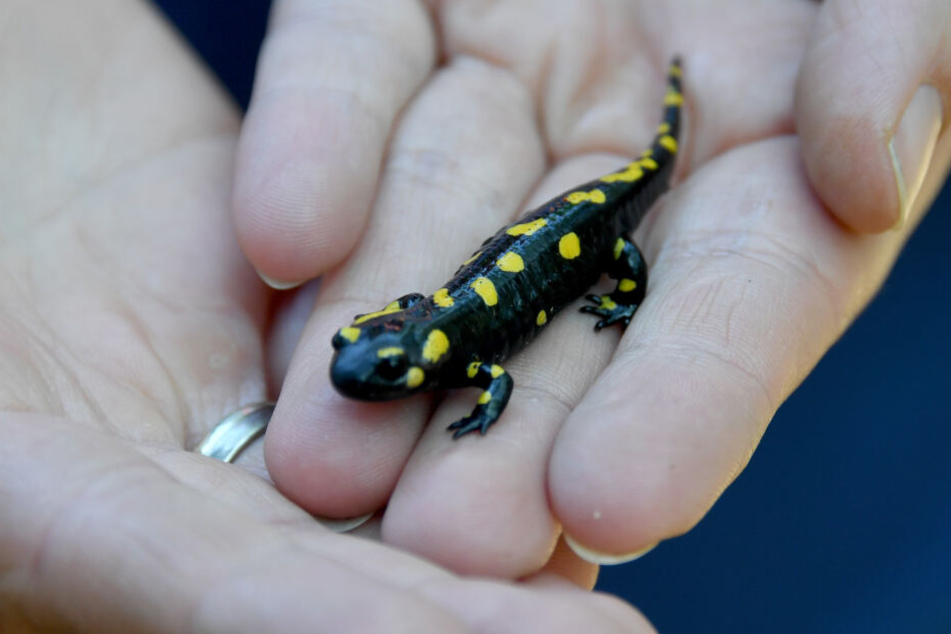 Ein Baby-Feuersalamander aus dem Wildpark Eekholt.
