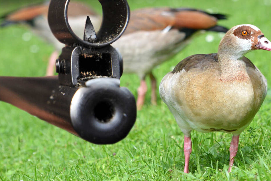 Nilgänse werden in Darmstadt seit Mittwochmorgen abgeschossen (Symbolbild).