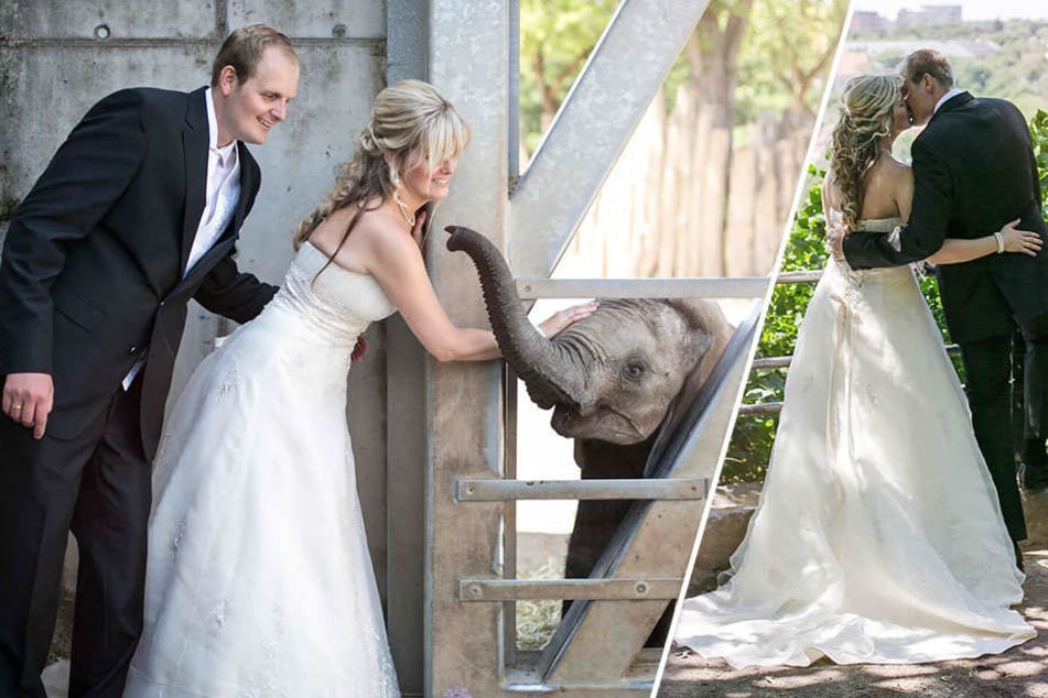 Melanie und Martin Schwerendt schweben nach ihrer Hochzeit im Bergzoo Halle auf Wolke sieben. Auch ein kleiner Elefant freut sich mit dem Paar.