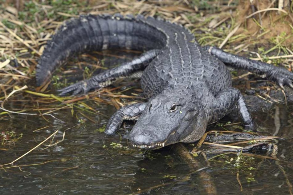 Nach anhaltenden Regenfällen im Süden Thailands sind mindestens zehn Krokodile aus einem Zoo entkommen (Symbolbild).