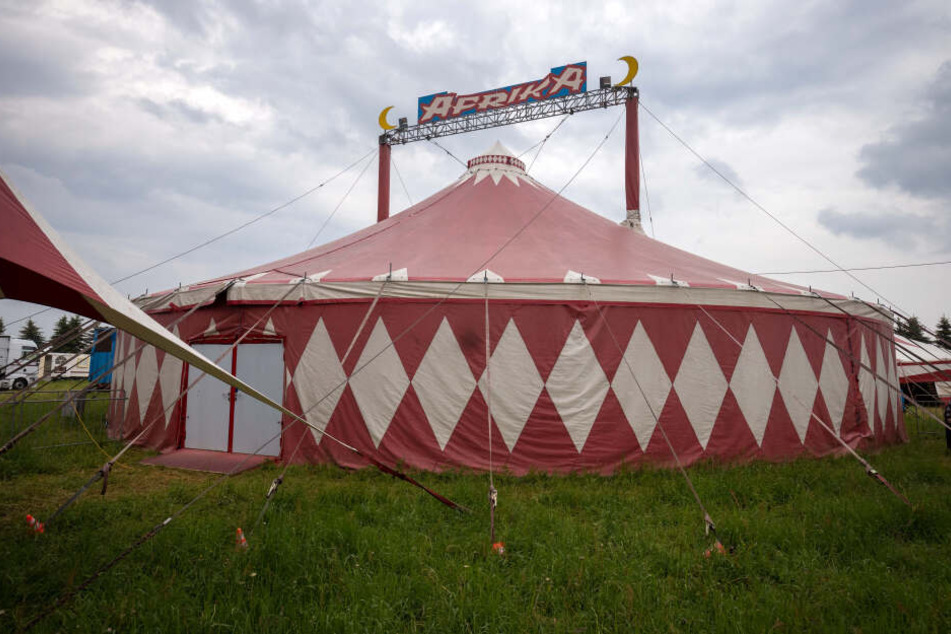 Der "Circus Afrika" gastiert derzeit in Limbach-Oberfrohna. PETA kritisiert den Umgang mit den Elefanten.