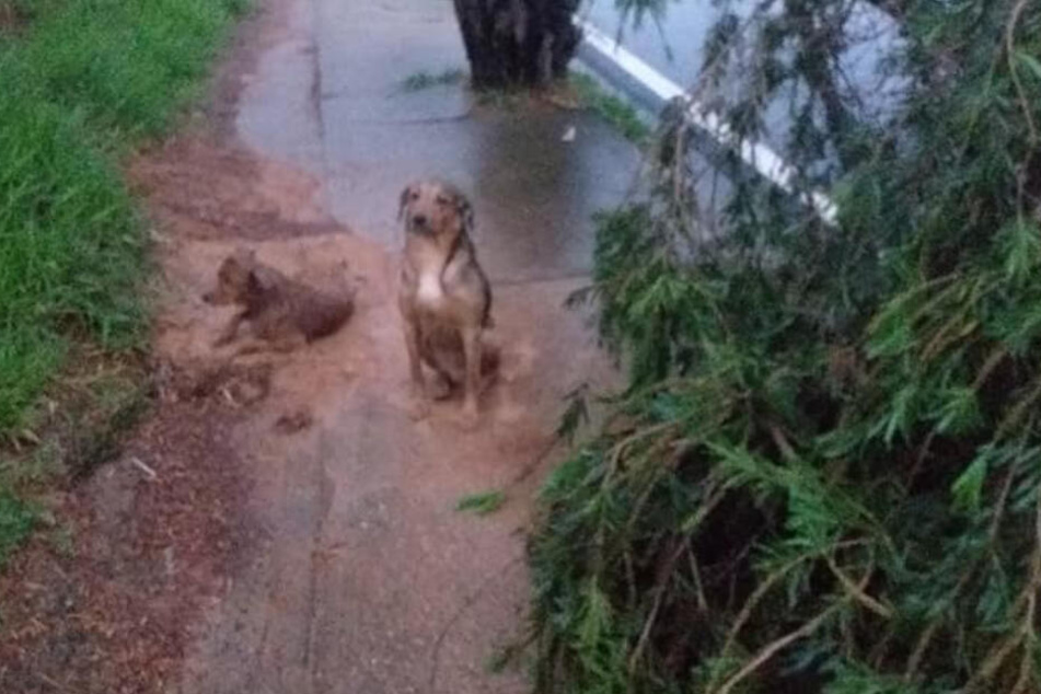 Die Hunde hatten zunächst Angst vor ihren Helfern.